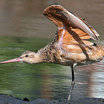 Marbled Godwit